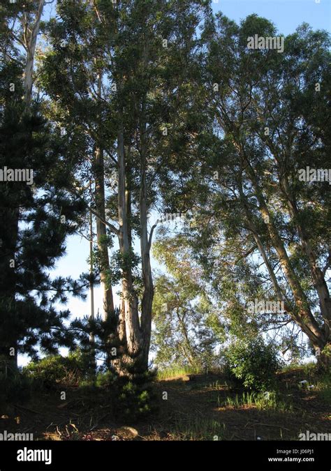 Redwood Trees, Muir Woods, California Stock Photo - Alamy