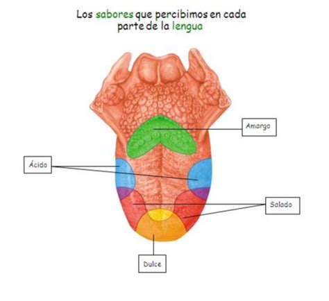 Lista Foto En Que Parte De La Lengua Se Percibe El Sabor Dulce Lleno