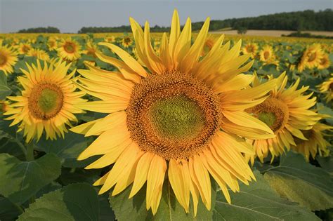 Common Sunflower Helianthus Annuus Photograph By Cyril Ruoso