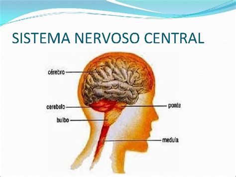 Embriologia Do Sistema Nervoso Embriologia Do Sistema Nervoso