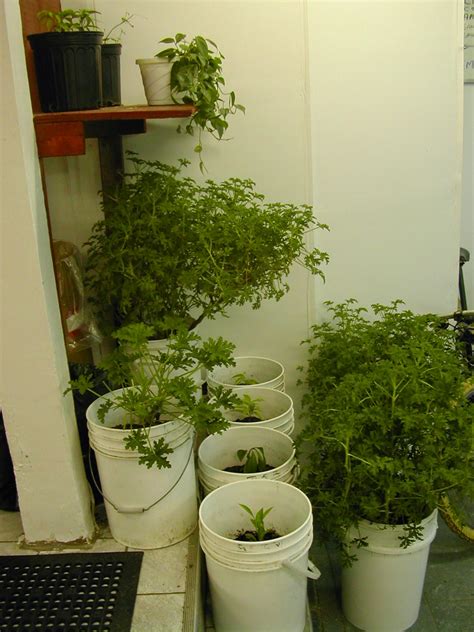 Go Hydroponics!!!: Easy Guidelines To Build Sealed Grow Room For Your ...