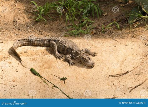 Chinese Alligator (Alligator Sinensis) Royalty-Free Stock Photo ...