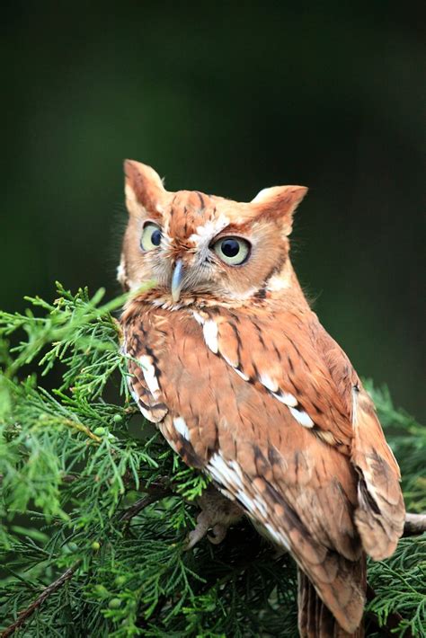 Eastern Screech Owl Red Phase Otus Eastern Screech O Flickr