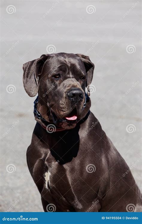 Dog Breed German Mastiff Stock Photo Image Of Wool Hair 94195504