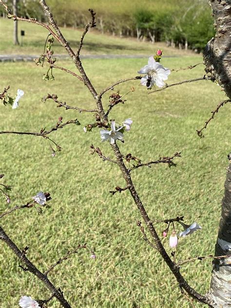 10月の桜｜hoho