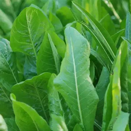 Chicory Leaves Seeds in India | Buy Chicory Seeds in Online @ ₹20