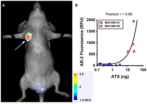 A A Mouse Bearing An Mda Mb 231 Orthotopic Tumor Arrow Was Injected