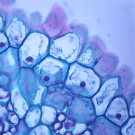 Typical Animal And Plant Cells Sec Individual Microscope Slide