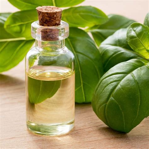 Basil Essential Oil 12.5ml $22.00 – Aromatherapy WA