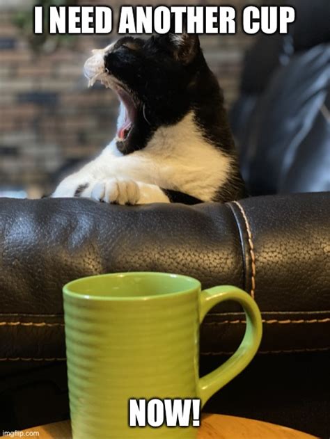 Coffee Meme Cat