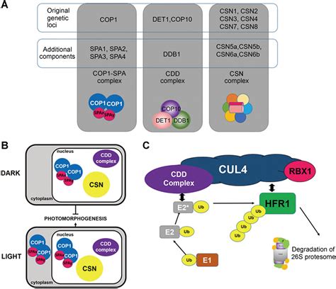 Cop Signalosome Discovery Conservation Activity And Function Qin