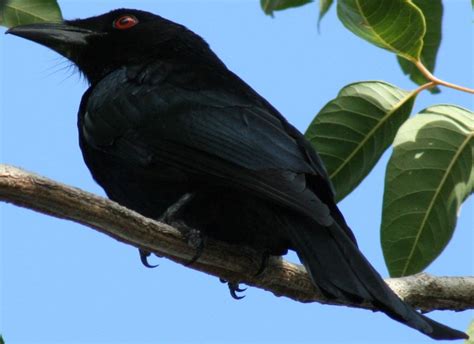 Spangled Drongo Dicrurus Bracteatus Wiki Display Full Image