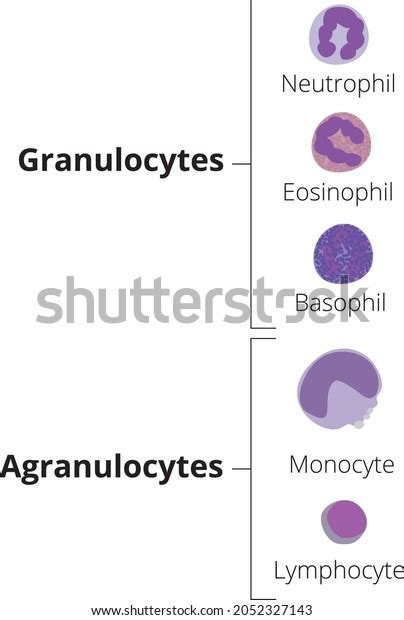 Types White Blood Cells Granulocytes Agranulocytes 库存矢量图（免版税）2052327143