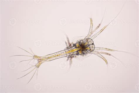 Closeup Zoea Stage Of Vannamei Shrimp In Light Microscope Shrimp