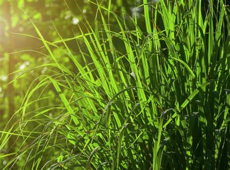 Citronella Essential Oil The Ultimate Guide To Benefits And Uses Aroma Energy