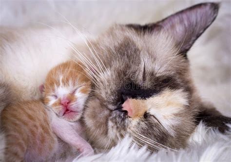 Cute Kitten Cat and Mother Cat Stock Photo - Image of kitty, baby ...