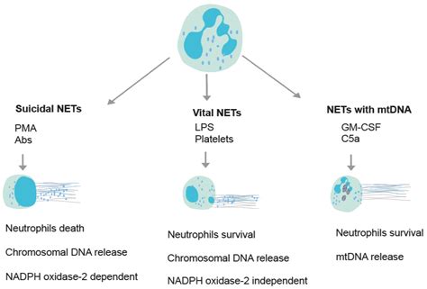 Ijms Free Full Text Methods For The Assessment Of Net Formation