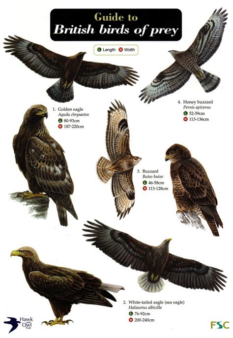 Laminated Field Guide Birds of Prey - Broadoak Nursery