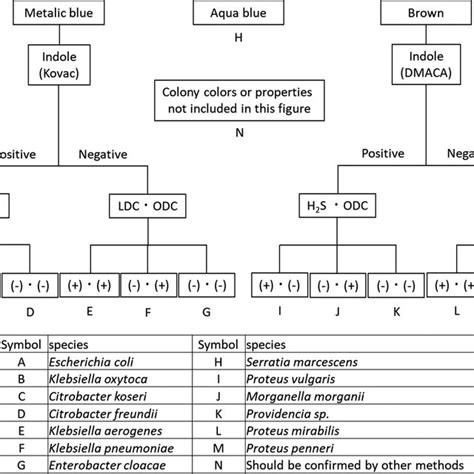 Flowchart Of Presumptive Identification Method Using Chromagar