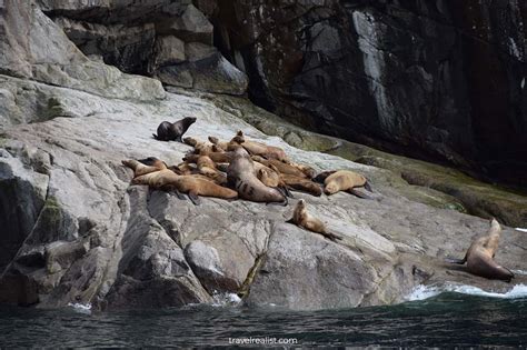 Kenai Fjords: Wildlife Cruise Guide - Travel Realist