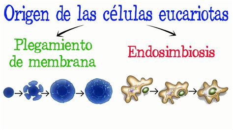 Teor A Endosimbiosis Y Plegamiento De Membrana F Cil Y R Pido