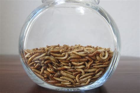 Mealworms Breeding Guide & 6 Important Benefits for Chickens