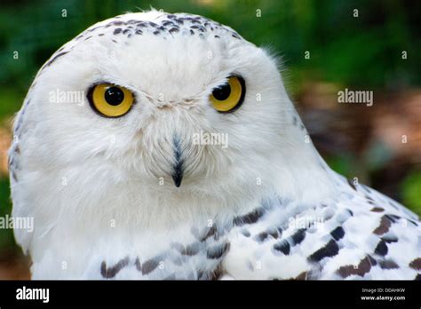 Close-up of a female Snowy Owl Stock Photo - Alamy