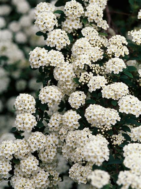 Summer Flowering Shrubs That Are Super Easy To Grow Flowering