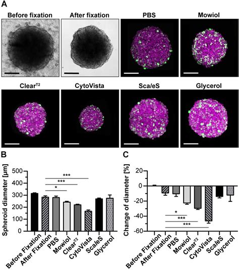 Frontiers Routine Optical Clearing Of D Cell Cultures Simplicity