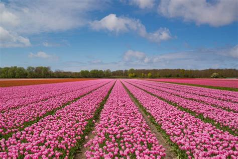 Where Are The Tulip Fields In The Netherlands? - Made For Travellers