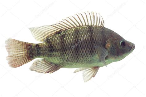 Oreochromis Mossambicus Tilapia Fish Stock Photo by ©ammmit 88024250