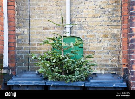 discarded Christmas Tree rubbish trash thrown away Stock Photo - Alamy