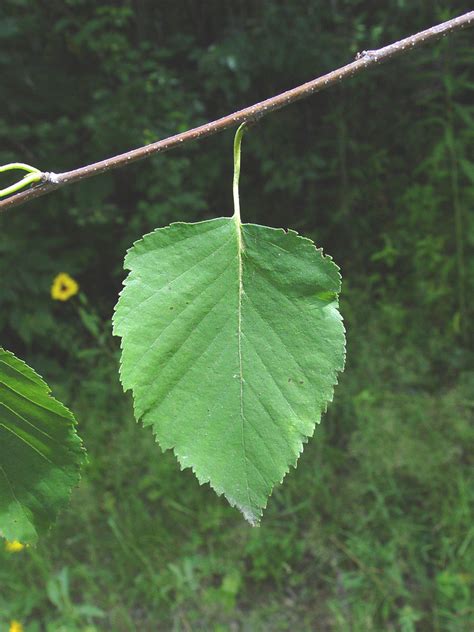 Betula Papyrifera Paper Birch Go Botany