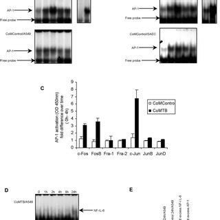 Kinetics Of Activation Of Ap And Nf Il In Comtb Stimulated A