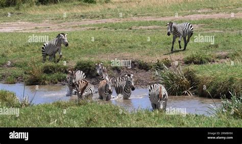 Grant S Zebra Equus Burchelli Boehmi Herd Standing At The Water Hole