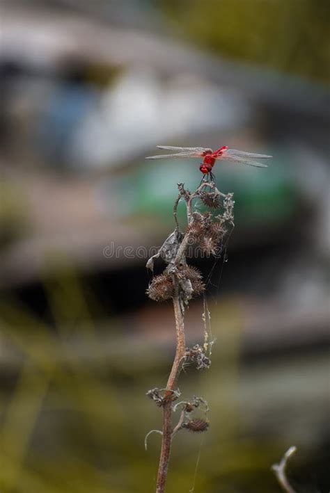 red dragonfly upper side view seated   dry branch  plant stock