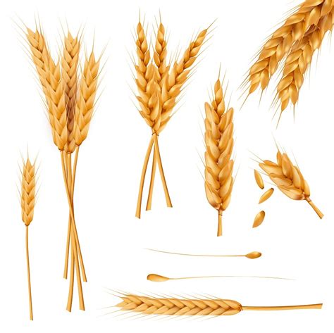 What are the different types of wheat? – USA Wheat Market