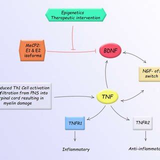 Schematic View Of The Brain Derived Neurotrophic Factor Bdnf Tumor