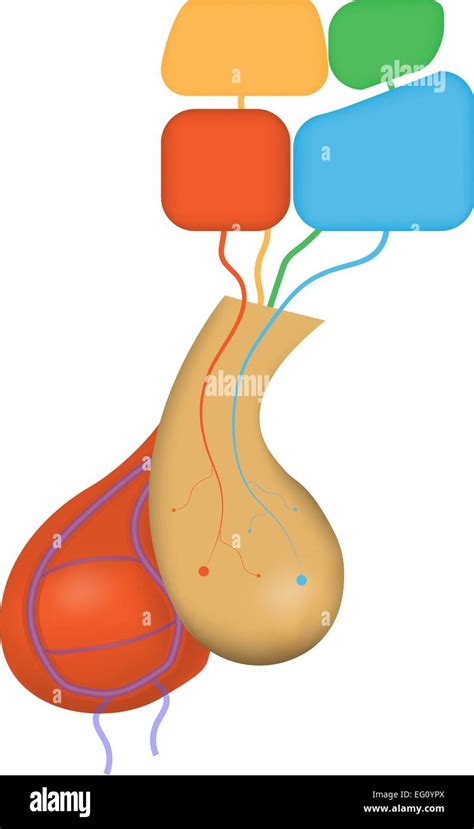 Hypothalamic Pituitary Axis Stock Vector Image And Art Alamy