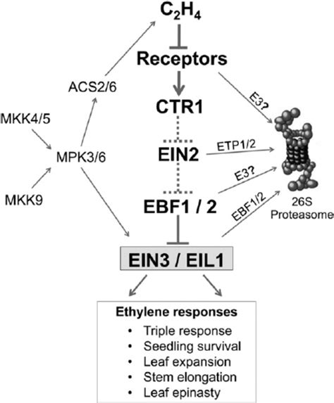 A Proposed Model Illustrating The Ethylene Signaling Pathway That