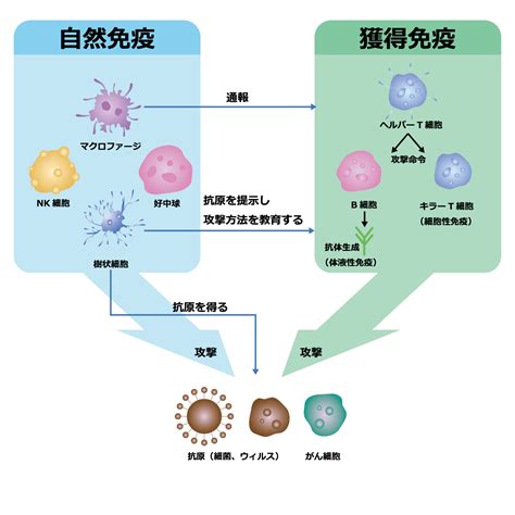 免疫とは【誰でもわかる簡単解説】 深谷接骨院