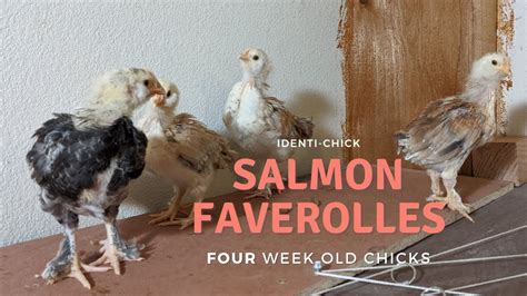 Salmon Faverolles 4 Week Old Chicks Youtube