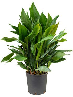 Aspidistra Verzorging Tips Informatie 123planten Nl