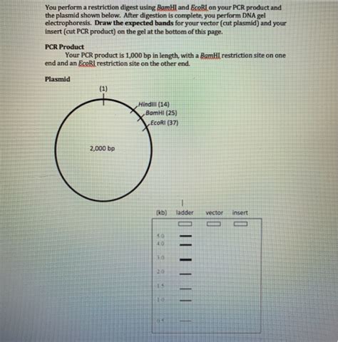 Solved You Perform A Restriction Digest Using BamHI And Chegg