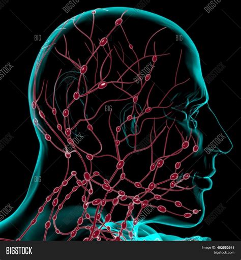 Human Lymph Nodes Image And Photo Free Trial Bigstock