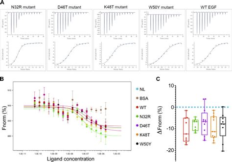 Binding Of Single Mutant Epidermal Growth Factor Egf Ligands Alters