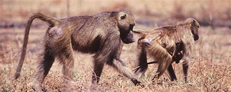 Murder in the Troop | Inside Chacma Baboon Society | Nature | PBS