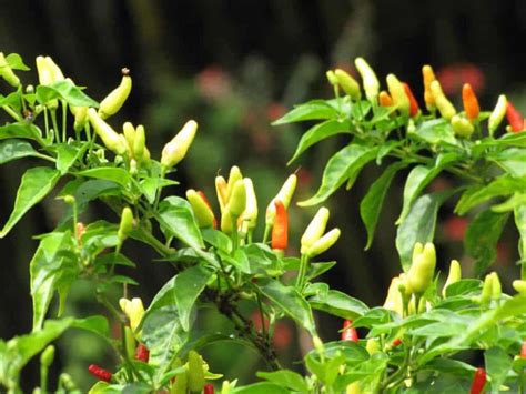 How To Grow Chili Peppers Indoors: What You Need To Know » RusticWise