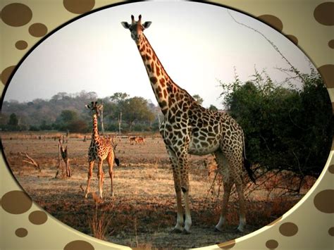 Giraffe Pictures and Facts: page 2