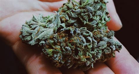 Best Indica Strain For Sleep Somnus Therapy